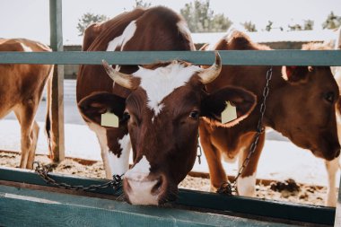 brown domestic cows standing in stall at farm clipart