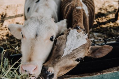 high angle view of adorable calves eating hay in barn at farm clipart