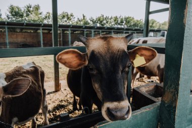 Aile içi güzel inekler çiftlikte ahır ayakta görünümünü kapat