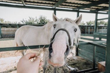 partial view of man feeding white horse in stable at farm clipart