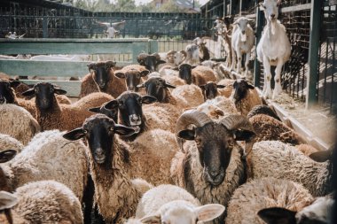 herd of adorable brown sheep grazing in corral at farm clipart