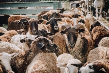 close up view of herd of adorable brown sheep grazing in corral at farm clipart