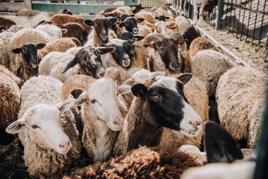 close up view of herd of adorable brown sheep grazing in corral at farm clipart