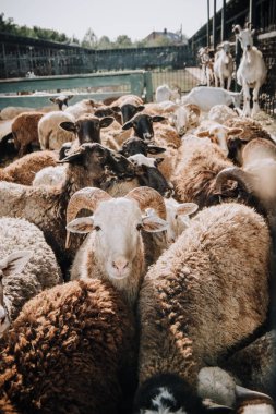 herd of adorable brown sheep grazing in corral at farm clipart