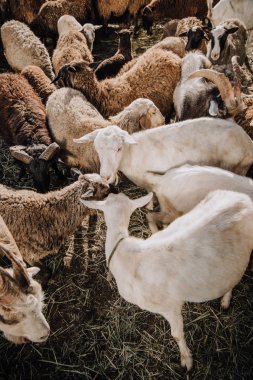 keçi ve koyun ağılı çiftliğinde otlatma sürüsü yüksek açılı görünüş
