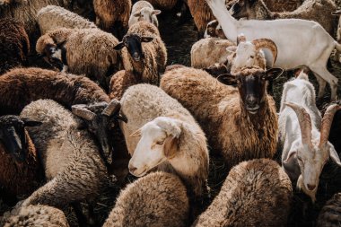 seçici odak sürünün koyun ve keçi çiftliğinde corral otlatma