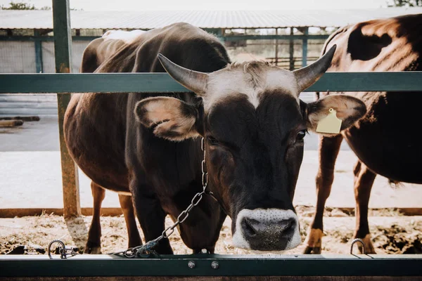 Portret Van Binnenlandse Mooie Koe Staande Stal Boerderij — Gratis stockfoto