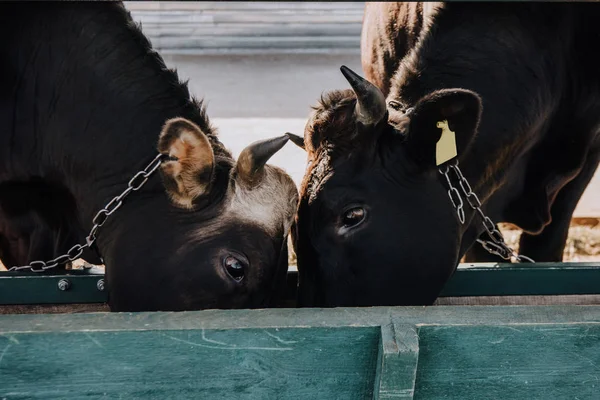 Vista Cerca Las Vacas Negras Hermosas Domésticas Comiendo Granero Granja — Foto de Stock