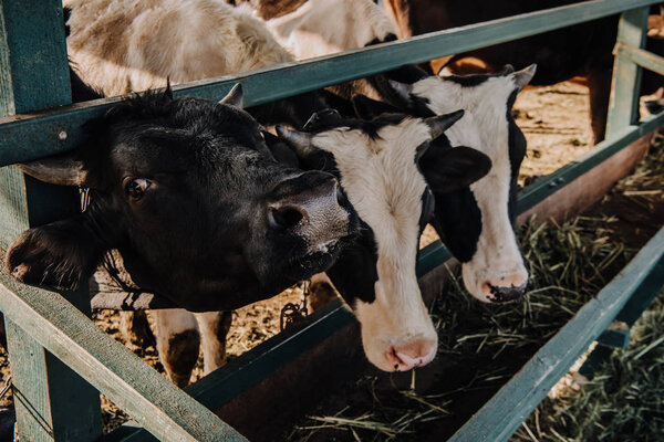 beautiful domestic cows eating hay in barn at farm 