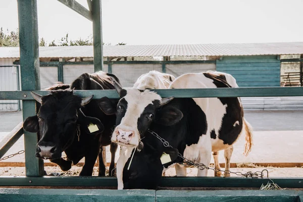 Красиві Домашні Корови Стоять Стоянці Фермі — Безкоштовне стокове фото