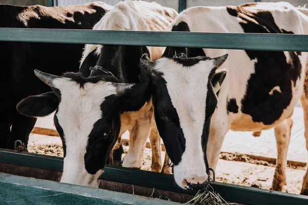 国内美丽的奶牛在农场里吃干草 — 免费的图库照片