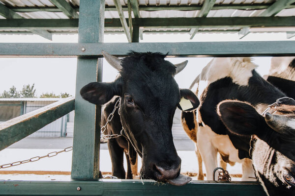 black domestic beautiful cow eating in stall at farm