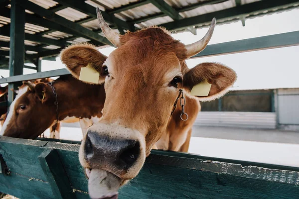 Πορτρέτο Του Εσωτερικού Καφετιά Αγελάδα Τρώει Στο Στάβλο Στο Αγρόκτημα — Φωτογραφία Αρχείου