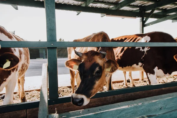 Красиві Домашні Корови Їдять Сараї Фермі — стокове фото
