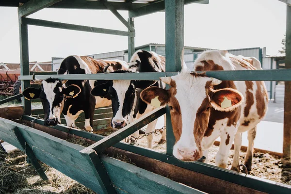 domestic beautiful cows standing in stall at farm