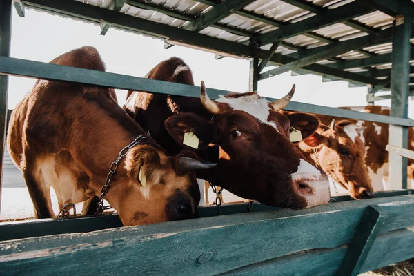 在农场的小摊上吃褐色的家养奶牛 — 免费的图库照片