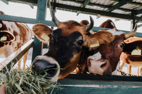 brown domestic cows eating hay in stall at farm