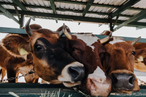 Vacas Marrons Domésticas Comendo Feno Celeiro Fazenda — Fotografia de Stock