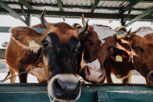 close up portrait of domestic beautiful cows standing in stall at farm