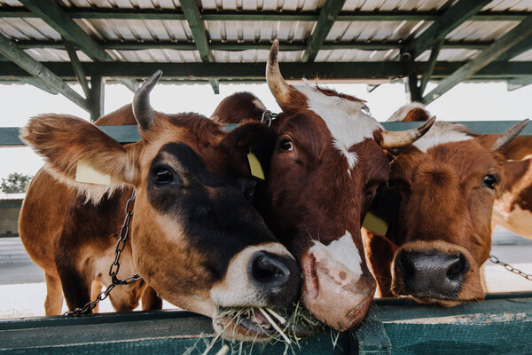 close up view of domestic beautiful cows eating hay in stall at farm