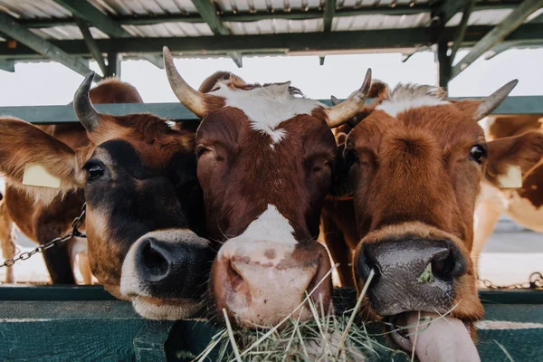 Barna Hazai Gyönyörű Tehenek Eszik Szénát Farm Stall — Stock Fotó