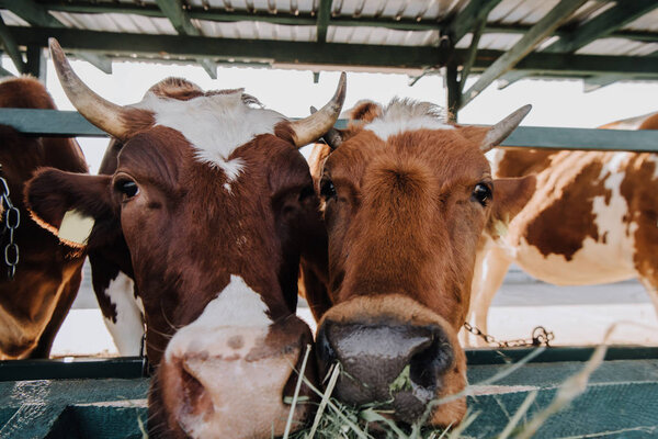 portrait of brown domestic beautiful cows eating hay in stall at farm