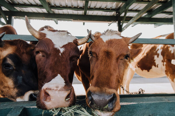 close up view of brown domestic cows eating hay in barn at farm 