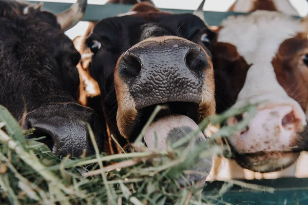 Zblízka Pohled Domácí Krásné Krávy Jíst Seno Stodole Farmě — Stock fotografie
