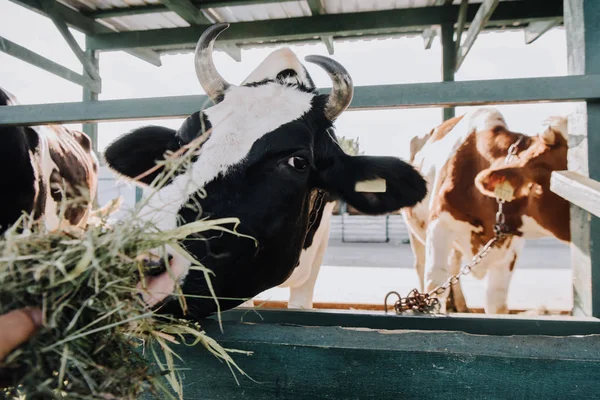 Εγχώρια Αγελάδα Τρώει Σανό Αχυρώνα Στο Αγρόκτημα — Φωτογραφία Αρχείου