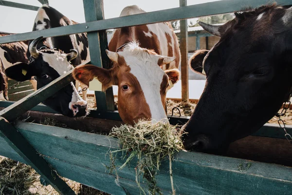 Hermosas Vacas Domésticas Comiendo Heno Granero Granja —  Fotos de Stock