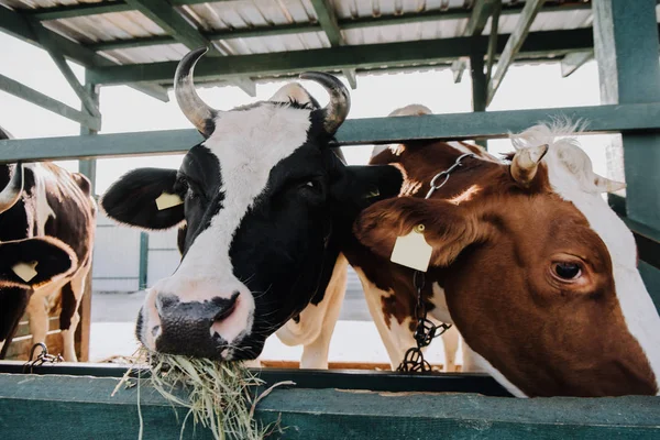 Vacas Bonitas Domésticas Comendo Feno Barraca Fazenda — Fotografia de Stock