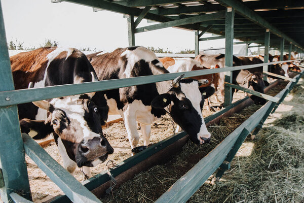 beautiful domestic cows eating hay in barn at farm 
