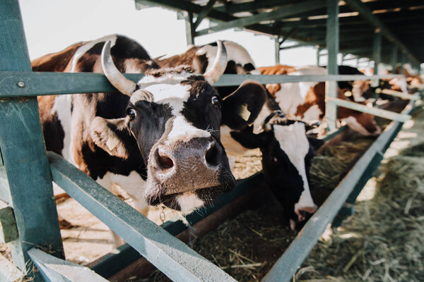 selective focus of domestic beautiful cows eating hay in stall at farm