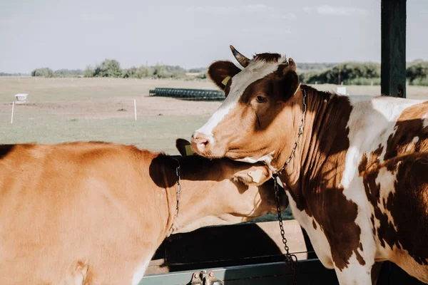 Marrone Belle Mucche Domestiche Piedi Stalla Azienda Agricola — Foto Stock