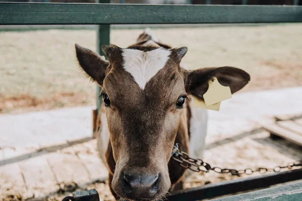 Portrait Adorable Little Calf Standing Barn Farm — Free Stock Photo