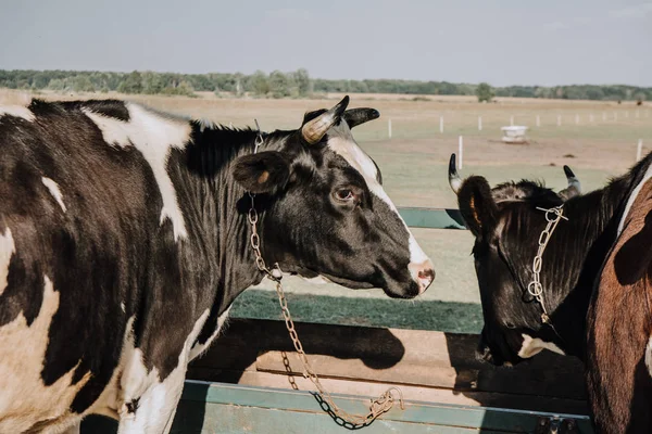 Krásné Domácí Krávy Stojící Kabince Farmě — Stock fotografie