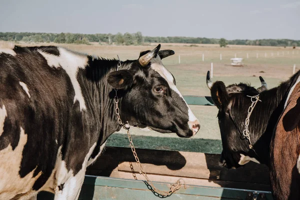 Belle Mucche Domestiche Piedi Stalla Azienda Agricola — Foto Stock