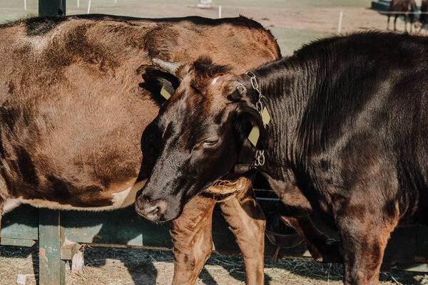 красивые домашние коровы, стоящие в стойле на ферме
