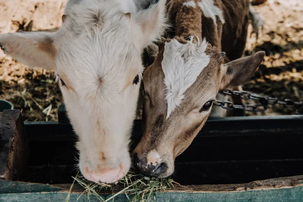 小的国内小牛吃干草在摊位在农场 — 图库照片