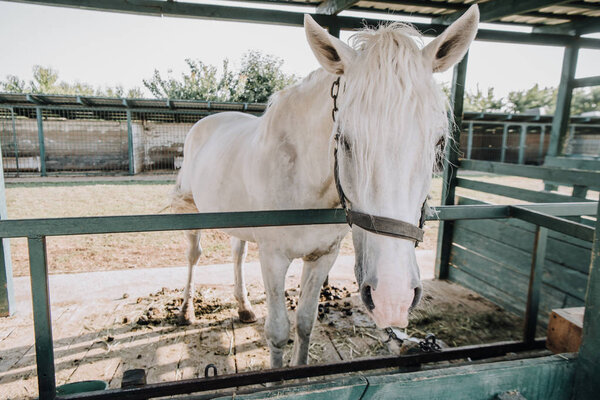 beautiful white horse standing in stable at farm 