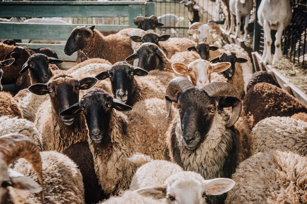 selective focus of herd of adorable brown sheep grazing in corral at farm