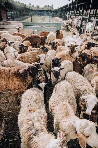 Sudut Pandang Tinggi Kawanan Domba Menggemaskan Merumput Kandang Peternakan — Foto Stok Gratis