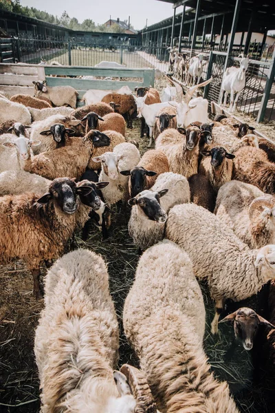 Wysoki Kąt Widzenia Stada Urocza Wypasu Owiec Corral Gospodarstwie — Darmowe zdjęcie stockowe
