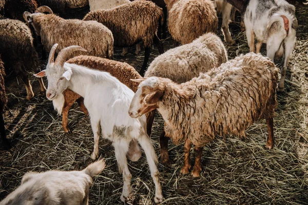 Capra Mandria Ovini Pascolo Recinto Presso Azienda Agricola — Foto Stock