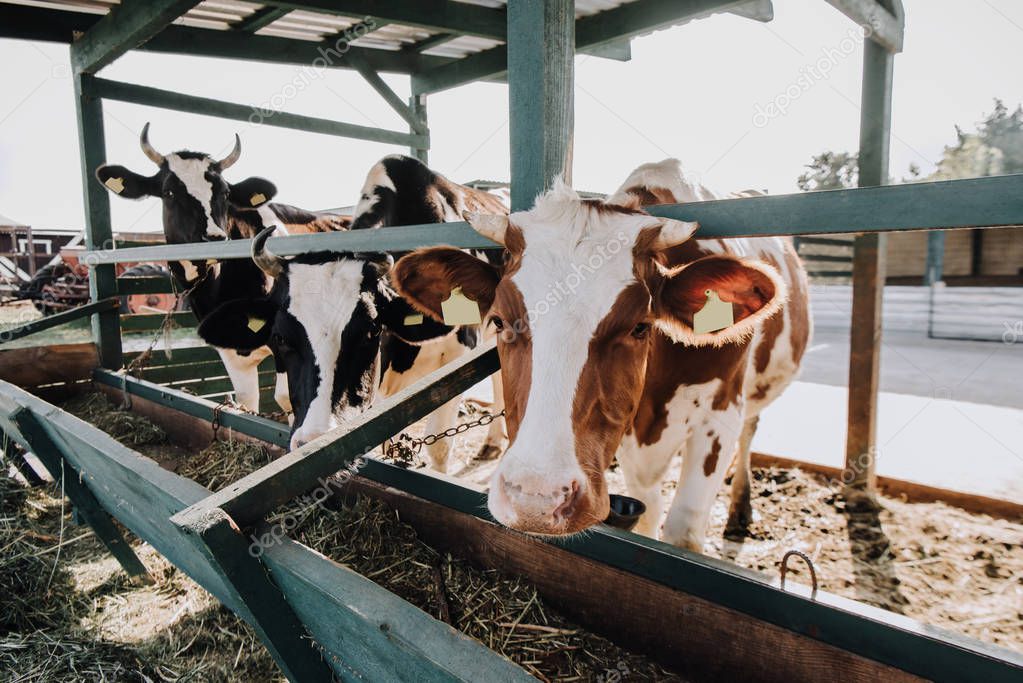 selective focus of domestic beautiful cows standing in stall at farm