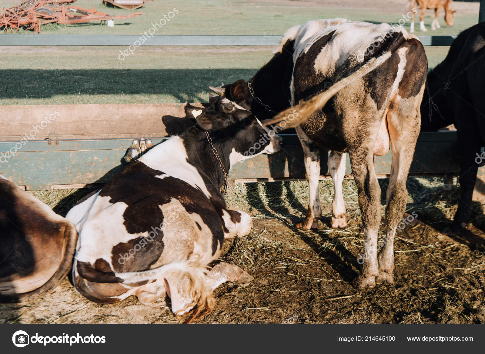 Rear View Domestic Beautiful Cows Farm — Free Stock Photo © MicEnin ...