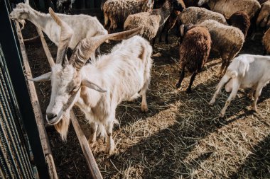 keçi ve koyun ağılı çiftliğinde otlatma sürüsü