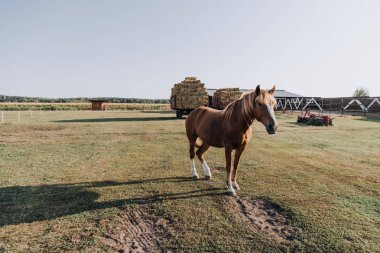 güzel kahverengi at çiftliğinde çayır üzerinde otlatma doğal görünümü