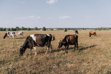 scenic view of cows grazing in meadow  clipart