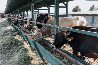 güzel yerli inekler çiftlikte ahırda saman yiyor 